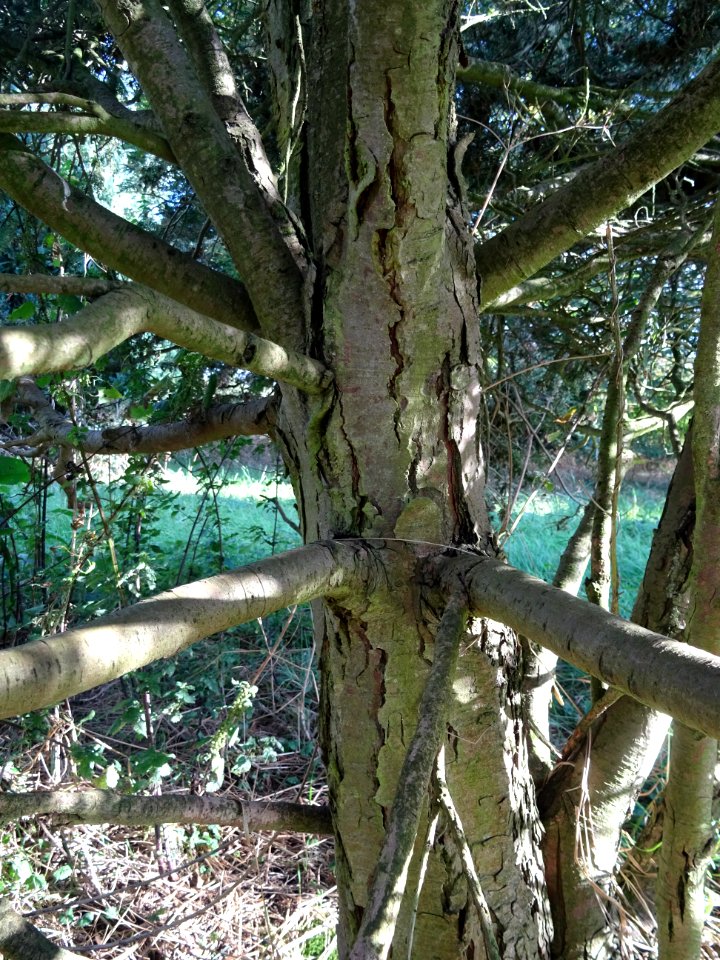 Tronc et branches du Cyprès de Lawson blanc, Chamaecyparis… 