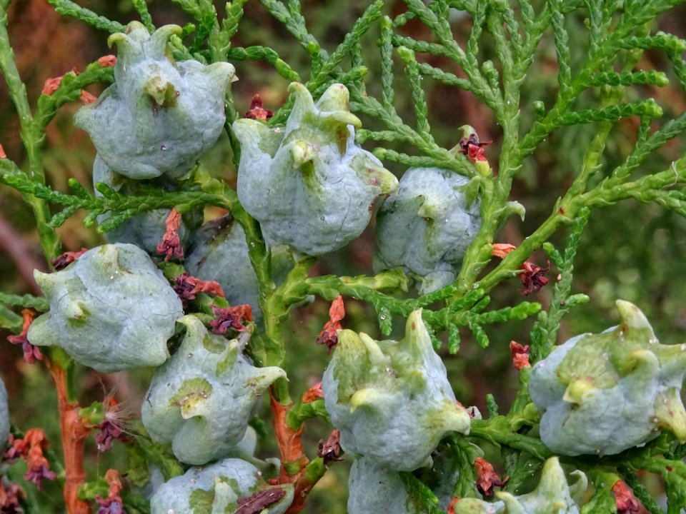 Cônes du Thuya de Chine, Platycladus orientalis, Cupressac… 