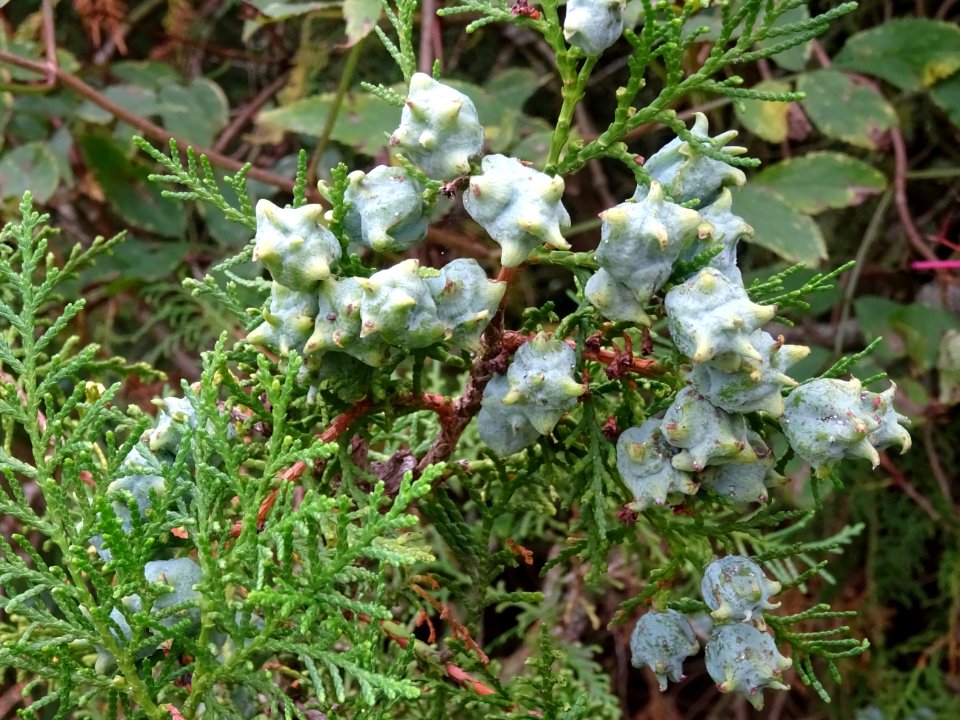 Cônes du Thuya de Chine, Platycladus orientalis, Cupressac… 