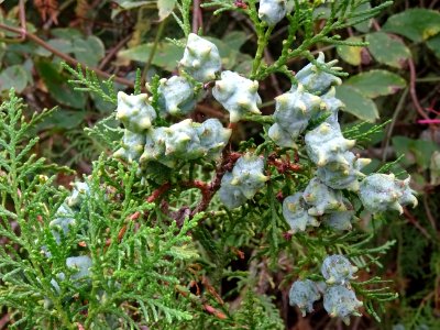 Cônes du Thuya de Chine, Platycladus orientalis, Cupressac… 