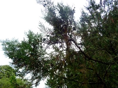 Thuya de Chine, Platycladus orientalis, Cupressacées, Arbo… 