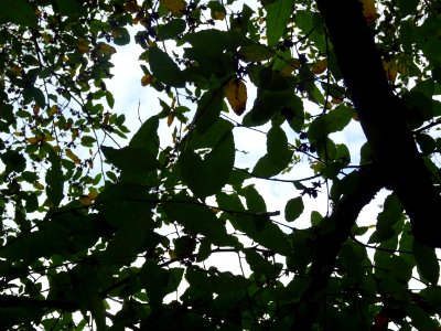 Hêtre oblique ou Roble pellín, Nothofagus obliqua, Nothofa… 