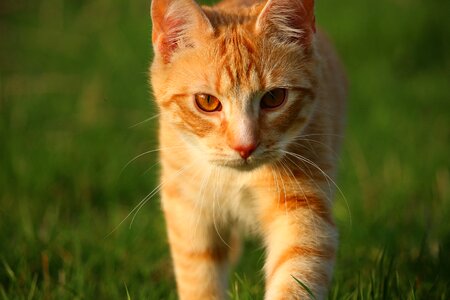 Red cat cat baby young cat photo