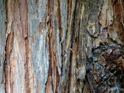 Ecorce du Calocèdre ou Cèdre à encens ou Cèdre blanc de Ca… 
