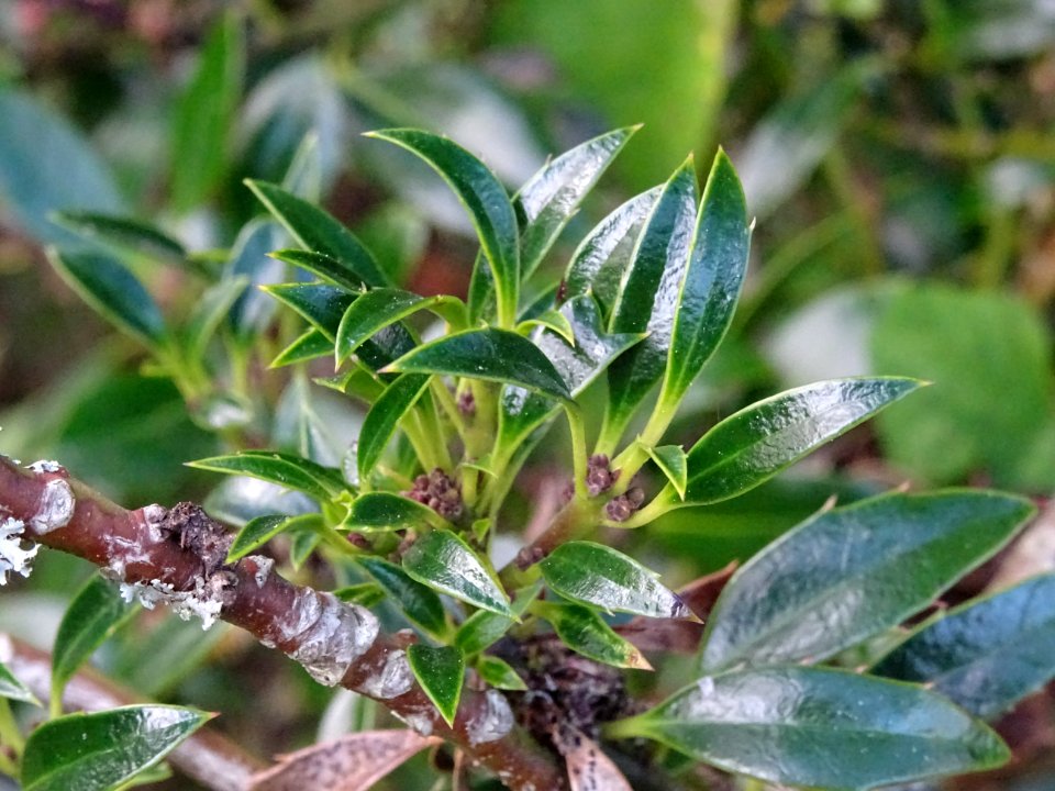 Houx à feuilles de myrte, Ilex aquifolium myrtifolia, Aqui… 
