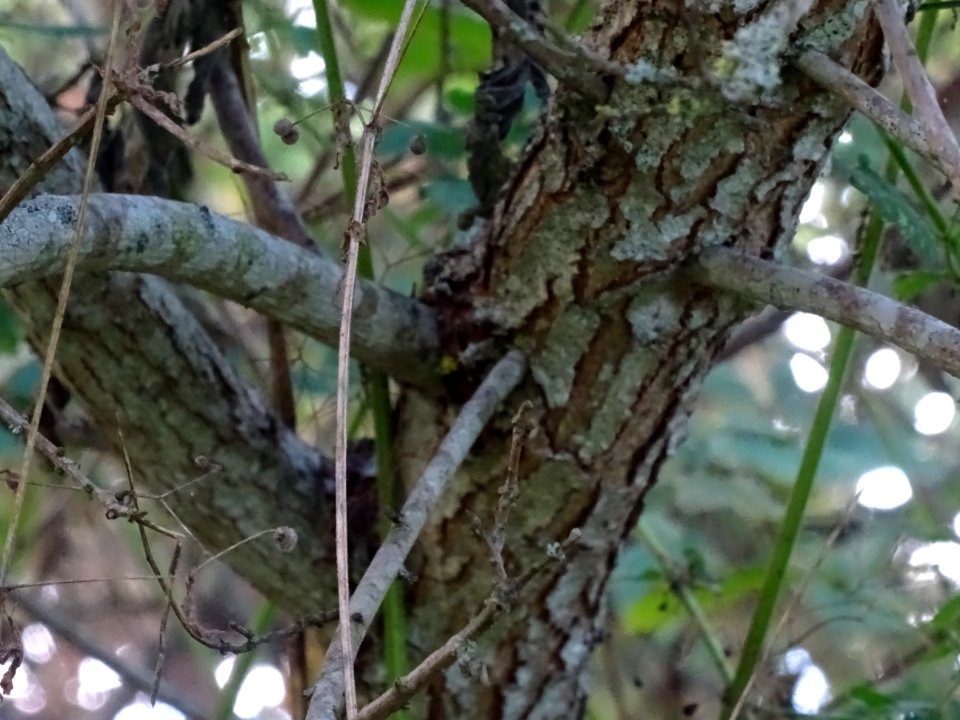 Tronc et branches du Fustet ou arbre à perruques, Cotinus … 