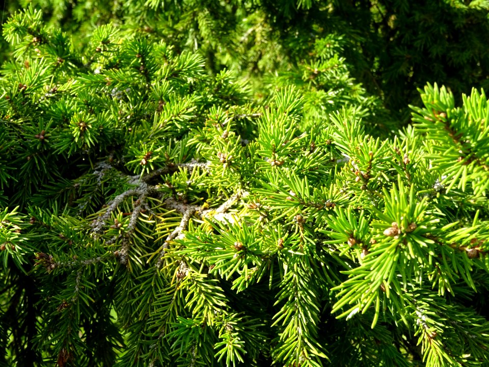 Epicéa de Sibérie, Picea obovata, Pinacées, Arboretum de C… 