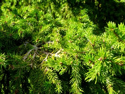 Epicéa de Sibérie, Picea obovata, Pinacées, Arboretum de C… 