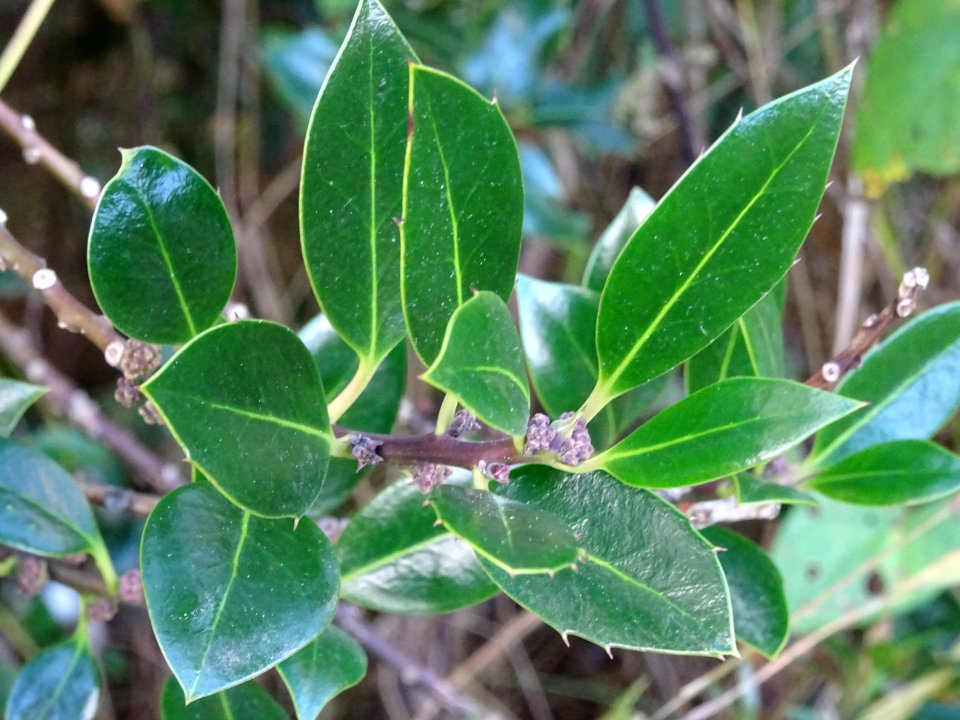 Houx à feuilles de myrte, Ilex aquifolium myrtifolia, Aqui… 