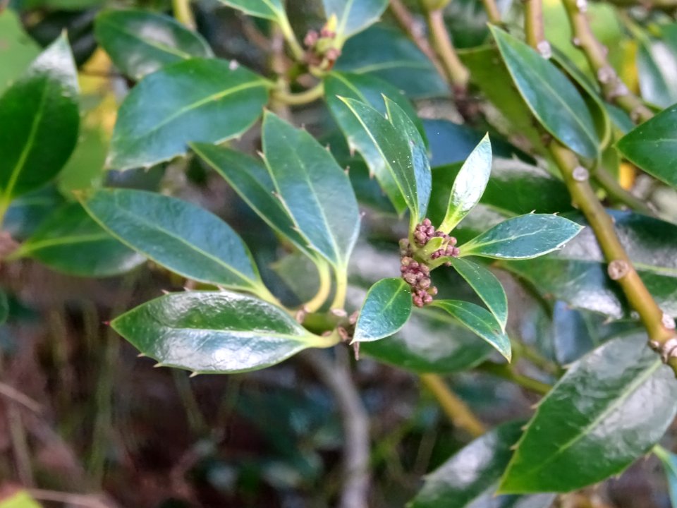 Houx à feuilles de myrte, Ilex aquifolium myrtifolia, Aqui… 