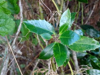 Houx à feuilles de myrte, Ilex aquifolium myrtifolia, Aqui… 