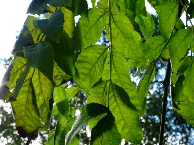 Frêne commun pleureur, Fraxinus excelsior Pendula, Oléacée… 