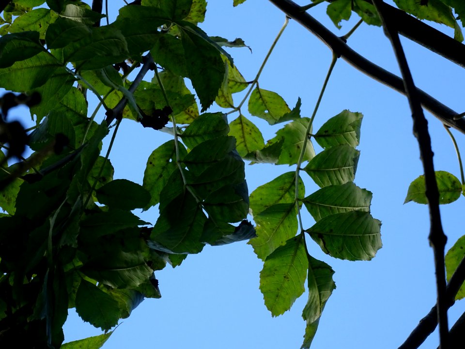 Frêne commun pleureur, Fraxinus excelsior Pendula, Oléacée… 