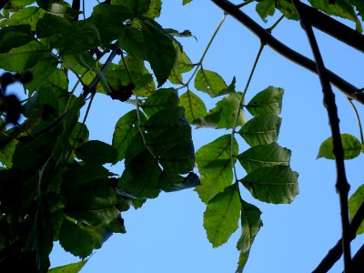 Frêne commun pleureur, Fraxinus excelsior Pendula, Oléacée… 