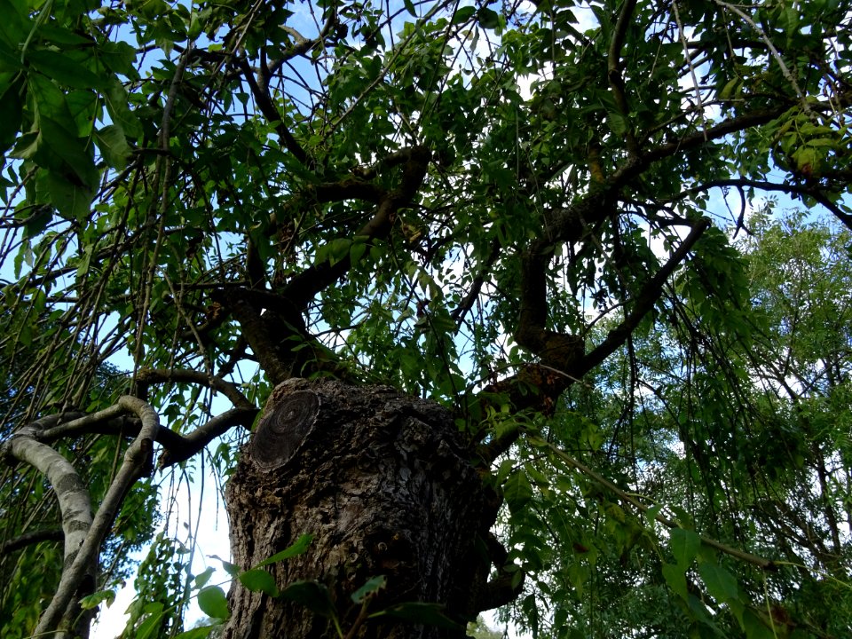 Frêne commun pleureur, Fraxinus excelsior Pendula, Oléacée… 