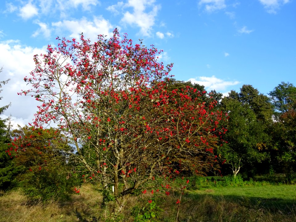 Sorbier barbachii, Sorbus barbachii, Rosacées, Arboretum d… 