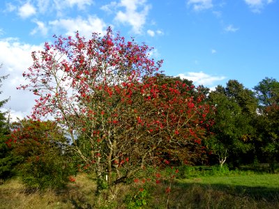 Sorbier barbachii, Sorbus barbachii, Rosacées, Arboretum d… 
