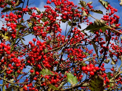 Sorbier barbachii, Sorbus barbachii, Rosacées, Arboretum d… 