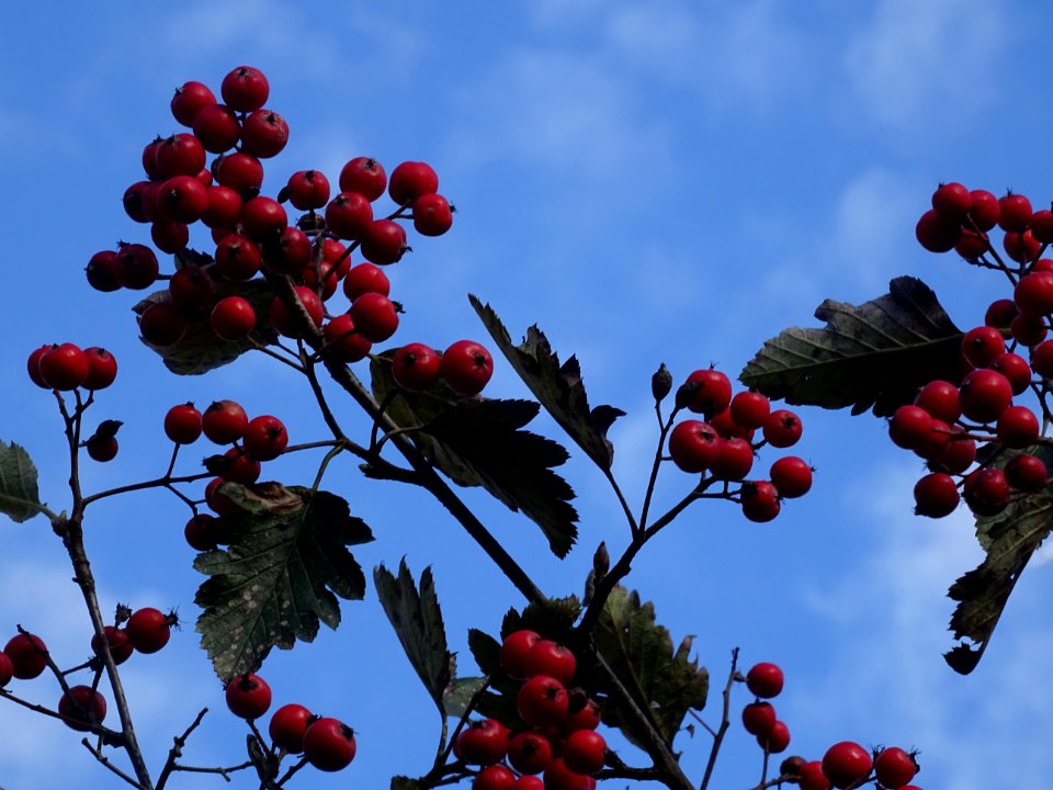 Sorbier barbachii, Sorbus barbachii, Rosacées, Arboretum d… 