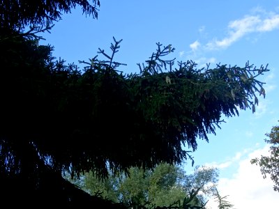 Epicea d'Orient vert-noir, Picea orientalis Atrovirens, Pi… 