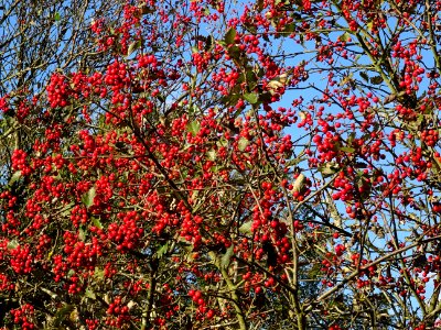 Sorbier barbachii, Sorbus barbachii, Rosacées, Arboretum d… 