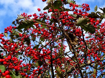 Sorbier barbachii, Sorbus barbachii, Rosacées, Arboretum d… 