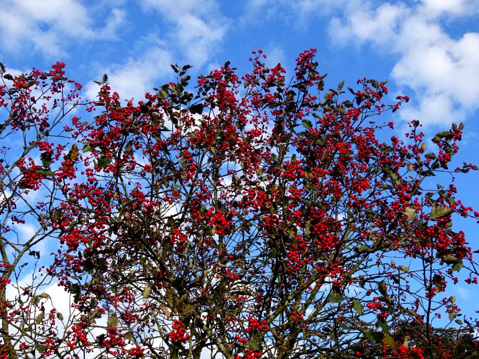 Sorbier barbachii, Sorbus barbachii, Rosacées, Arboretum d… 