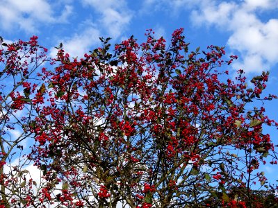 Sorbier barbachii, Sorbus barbachii, Rosacées, Arboretum d… 