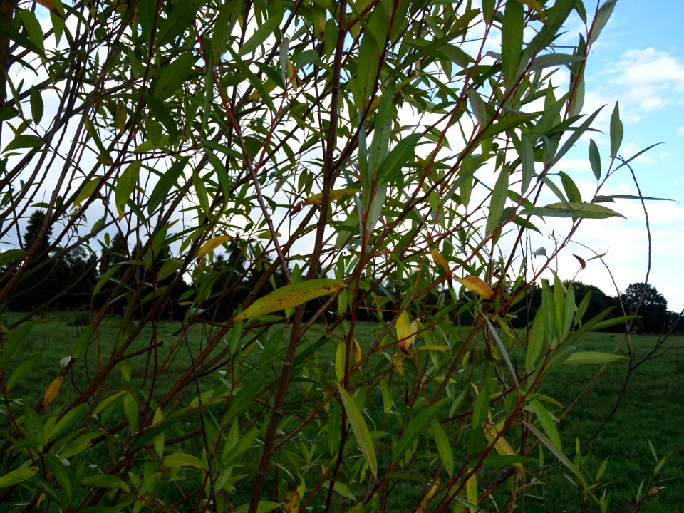 Saule pourpre ou Osier pourpre, Salix purpurea, Salicacées… 