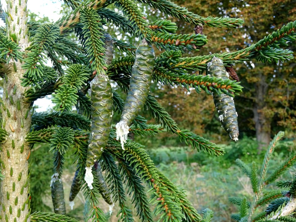 Cônes encore verts de l' Epicea d'Orient vert-noir, Picea … 