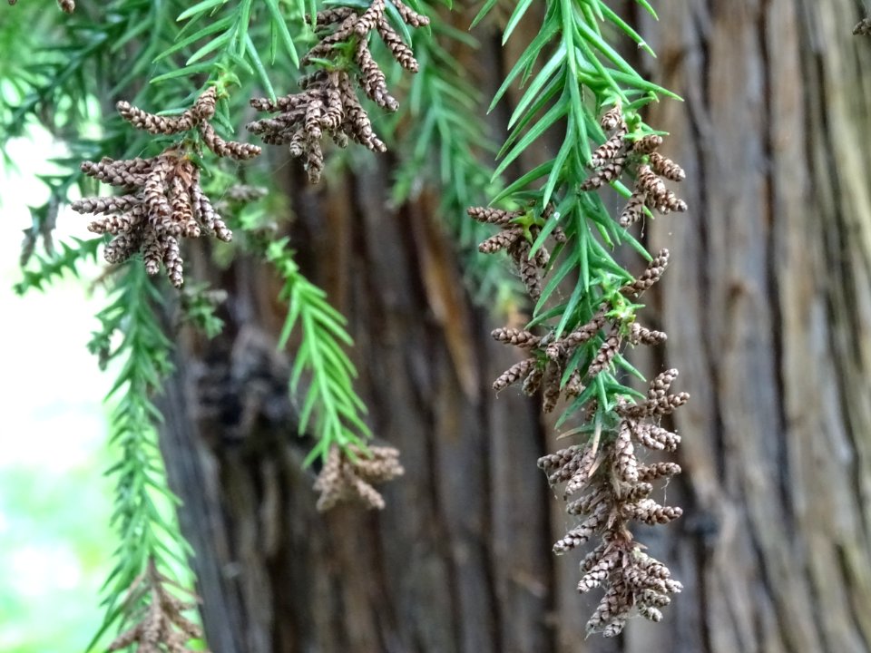 Cônes mâles du Cryptoméria du Japon, Cryptomeria japonica,… 