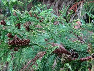 Cryptoméria du Japon, Cryptomeria japonica, Taxodiacées, A… 