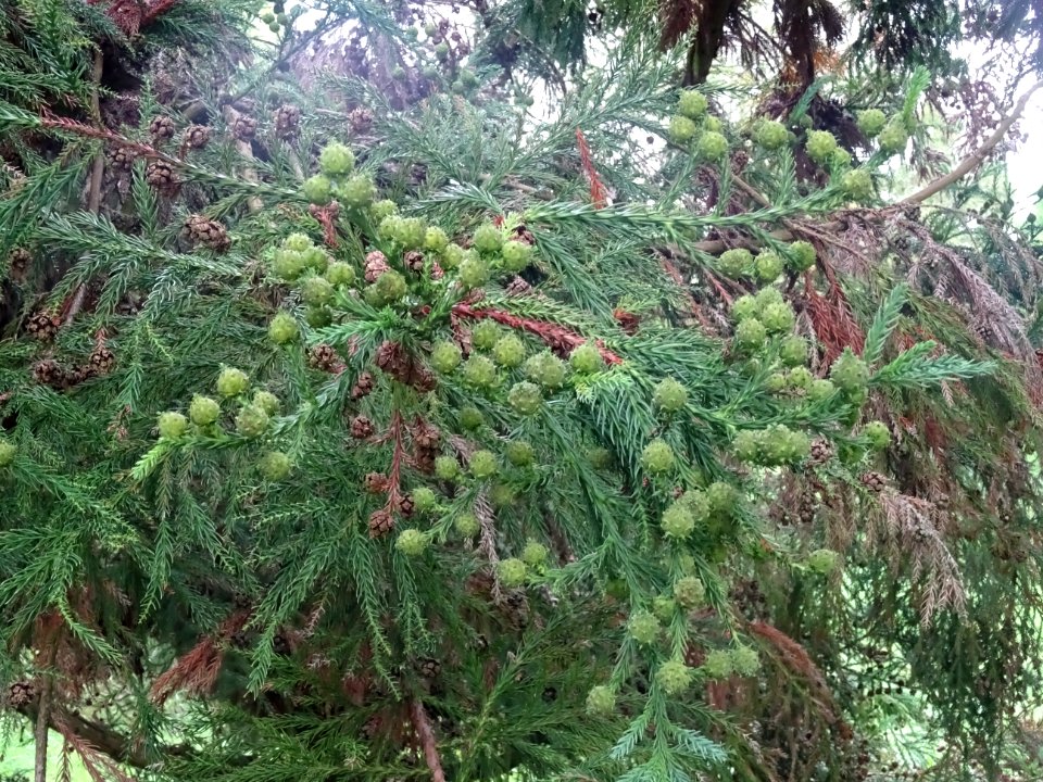 Cryptoméria du Japon, Cryptomeria japonica, Taxodiacées, A… 