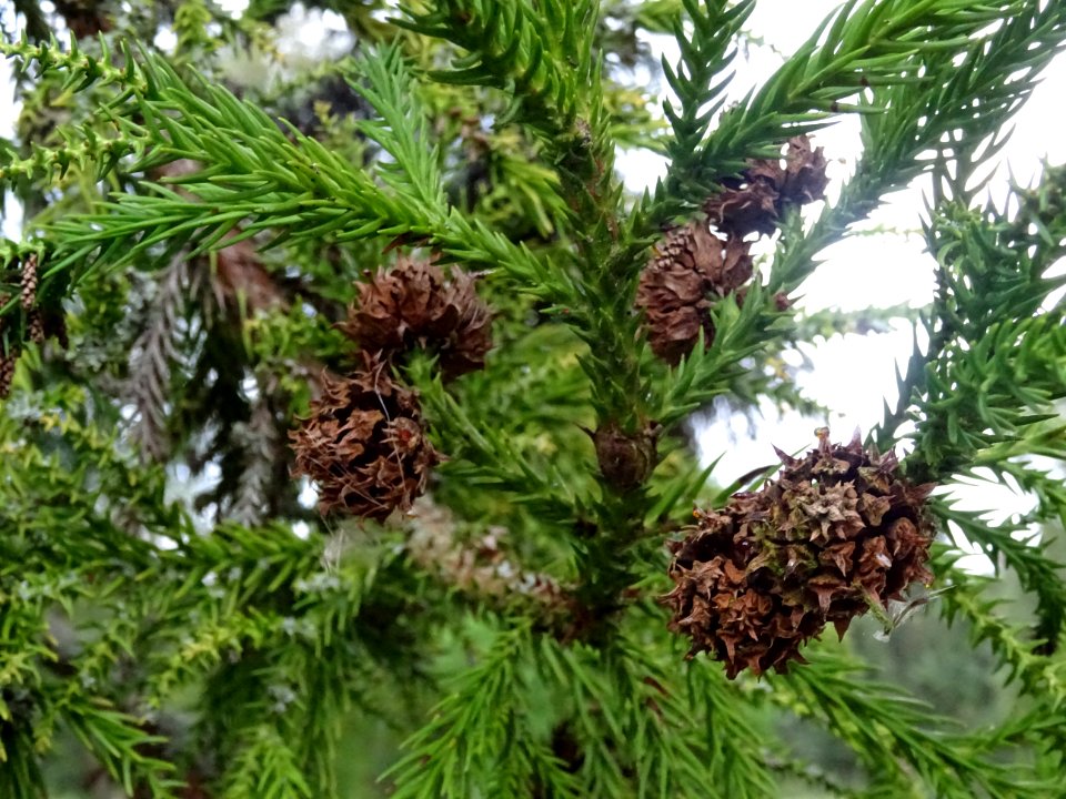Cônes femelles secs du Cryptoméria du Japon, Cryptomeria j… 