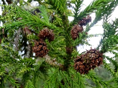Cônes femelles secs du Cryptoméria du Japon, Cryptomeria j… 