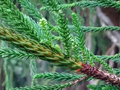 Cryptoméria du Japon 'viminalis', Cryptomeria japonica 'vi… 