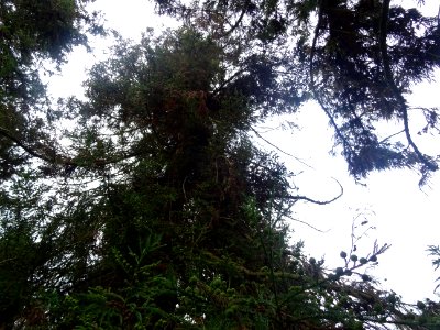 Cryptoméria du Japon, Cryptomeria japonica, Taxodiacées, A… 