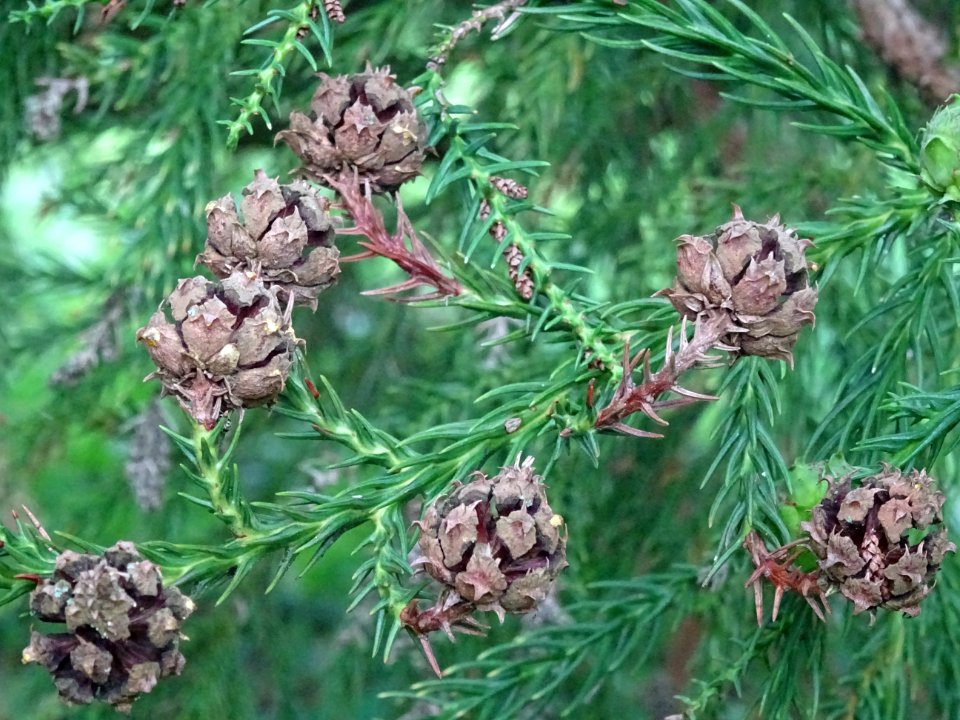 Cônes femelles secs du Cryptoméria du Japon, Cryptomeria j… 