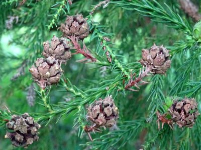 Cônes femelles secs du Cryptoméria du Japon, Cryptomeria j… 