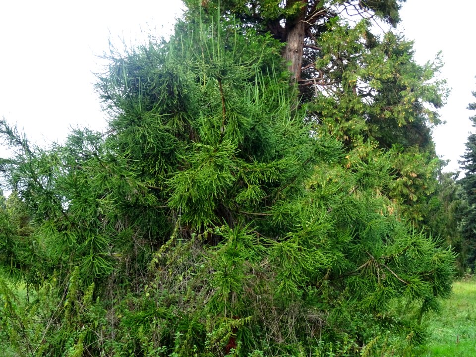 Cryptoméria du Japon 'viminalis', Cryptomeria japonica 'vi… 