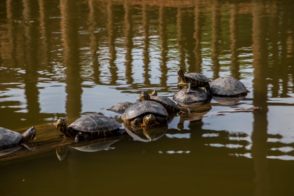 Animals lime water animal