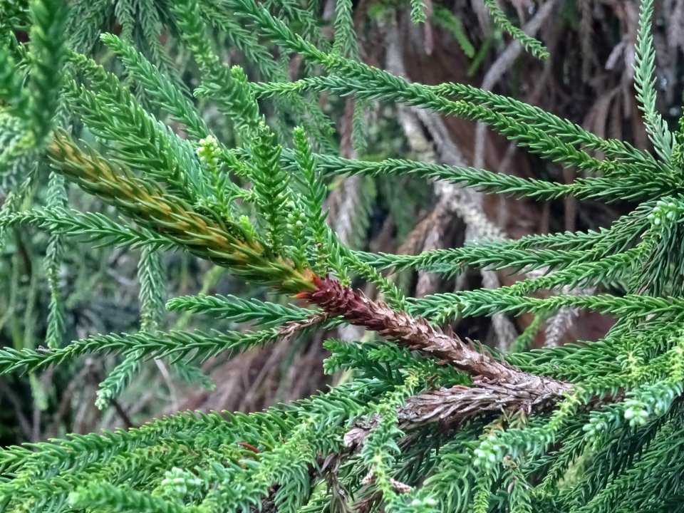 Cryptoméria du Japon 'viminalis', Cryptomeria japonica 'vi… 