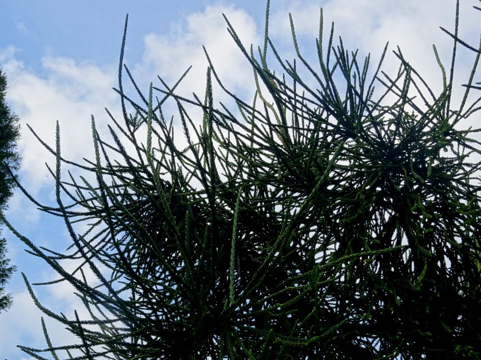 Cryptoméria du Japon 'viminalis', Cryptomeria japonica 'vi… 