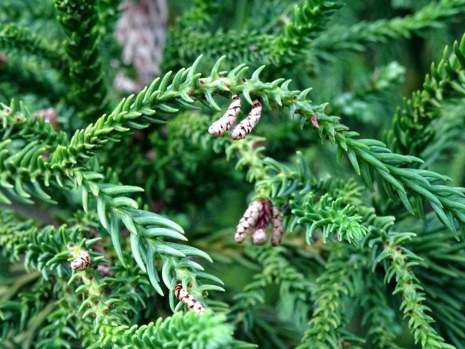 Cryptoméria du Japon 'viminalis', Cryptomeria japonica 'vi… 