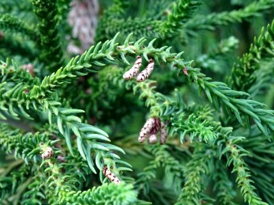 Cryptoméria du Japon 'viminalis', Cryptomeria japonica 'vi… 