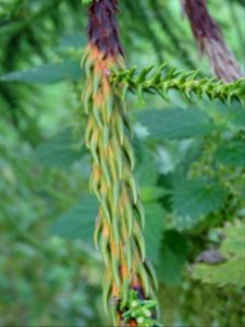Cryptoméria du Japon 'viminalis', Cryptomeria japonica 'vi… 
