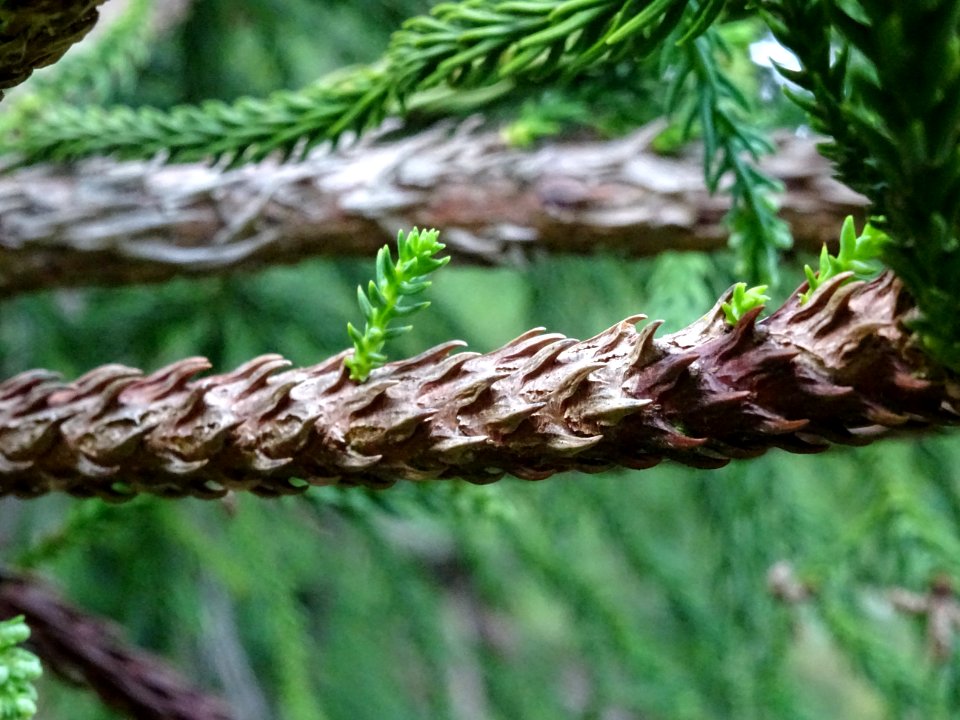 Cryptoméria du Japon 'viminalis', Cryptomeria japonica 'vi… 