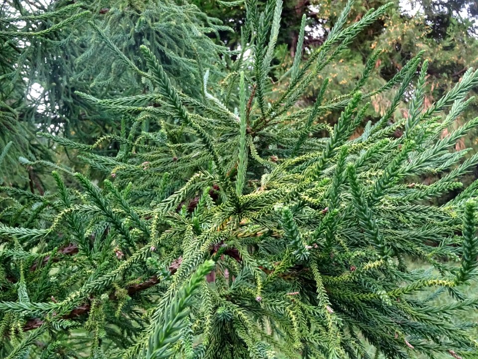 Cryptoméria du Japon 'viminalis', Cryptomeria japonica 'vi… 