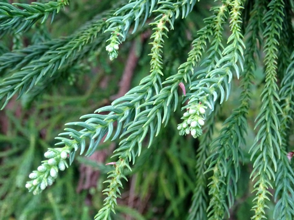 Cryptoméria du Japon 'viminalis', Cryptomeria japonica 'vi… 