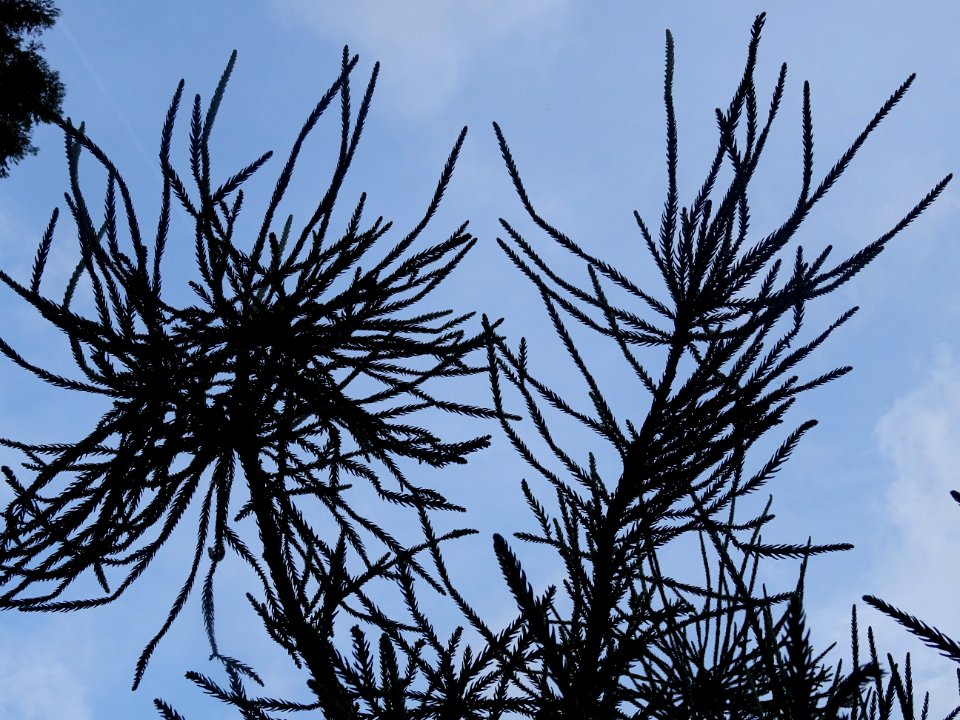 Cryptoméria du Japon 'viminalis', Cryptomeria japonica 'vi… 